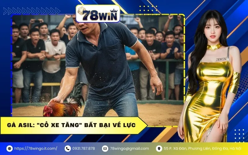 Gà Asil: "Cỗ Xe Tăng" Bất Bại Vực